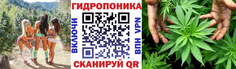 Марихуана план  закладка  Канск 